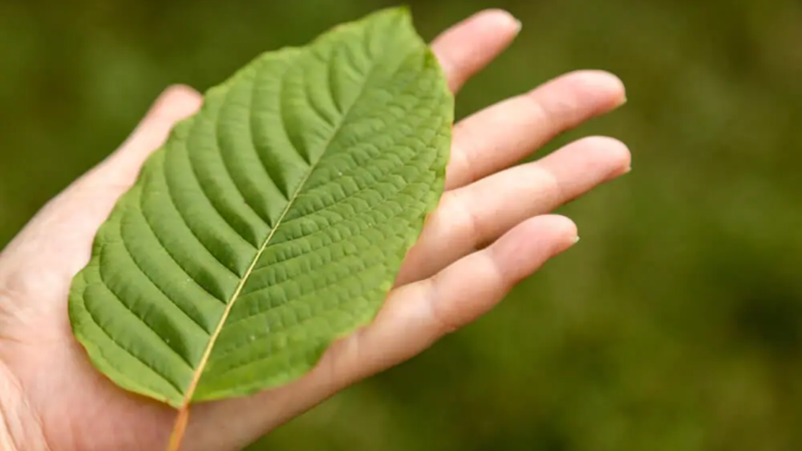 Kratom Legality in Florida 