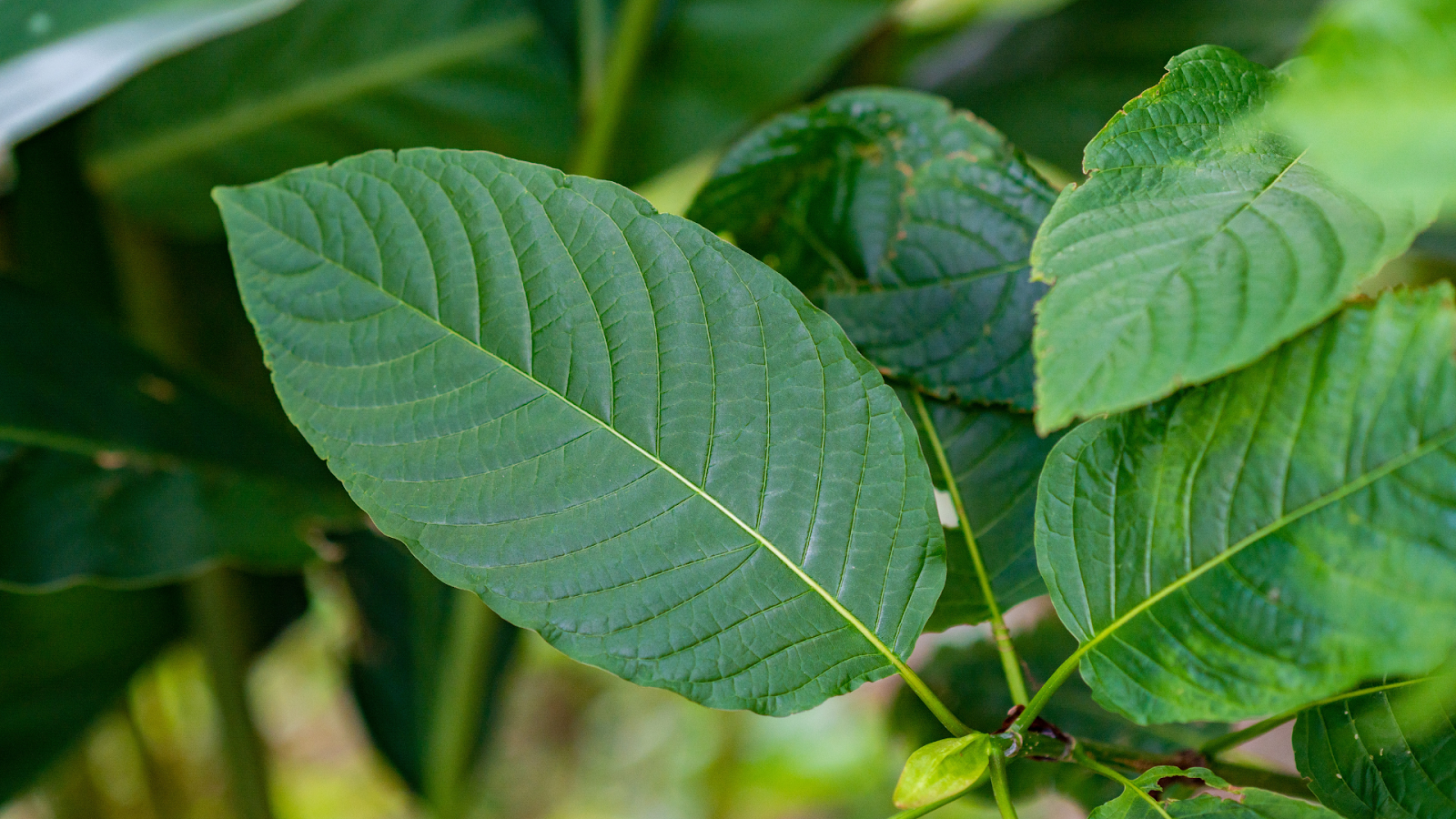 Can Kratom Help With Stress? A Natural Solution For Stress Relief