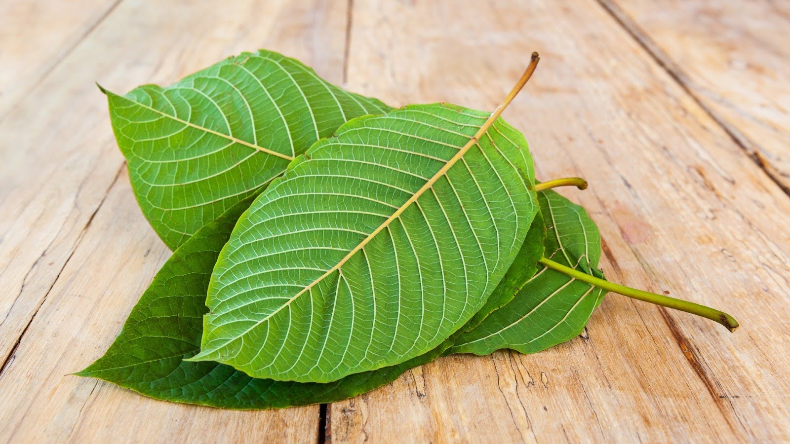  Kratom’s Effects On The Brain