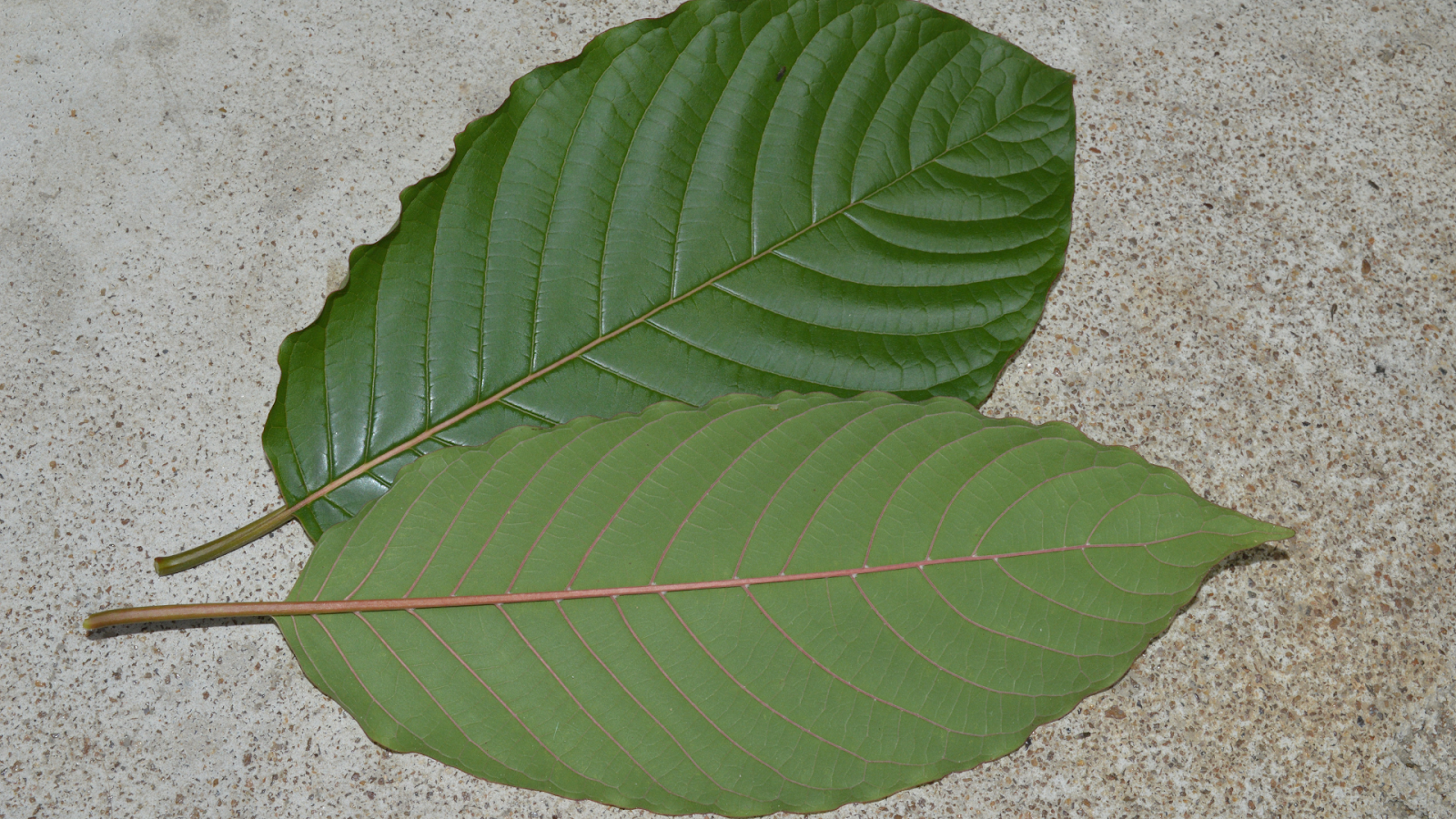 Red Vein Kratom