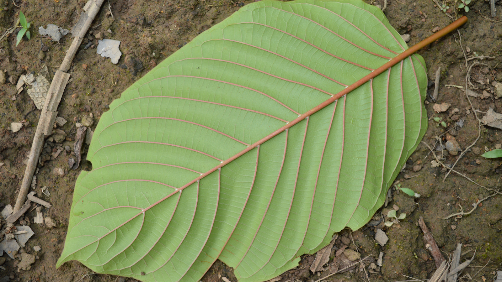  Red Vein Kratom